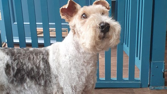 Wire fox terrier freshly groomed
